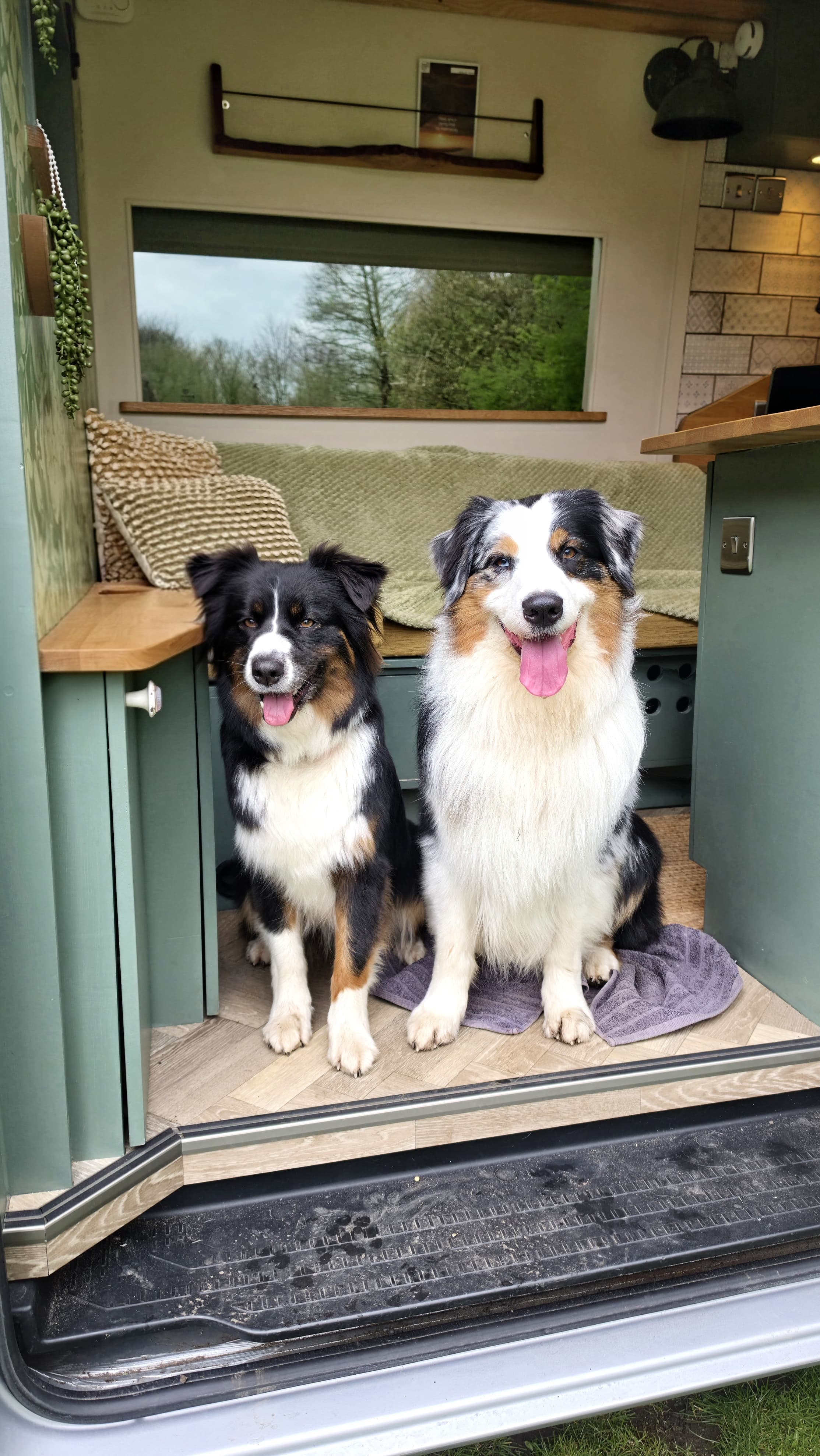 Two happy dogs sitting in the doorway of a campervan